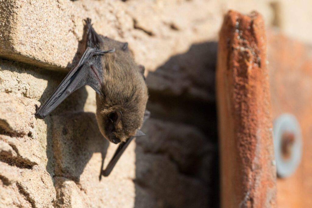 professional wildlife removal services