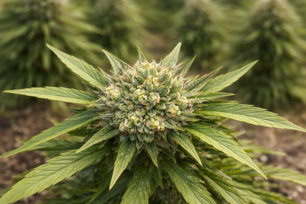 Distinctive Flavor Intensity Driving Preferences across THCA Flower Varieties