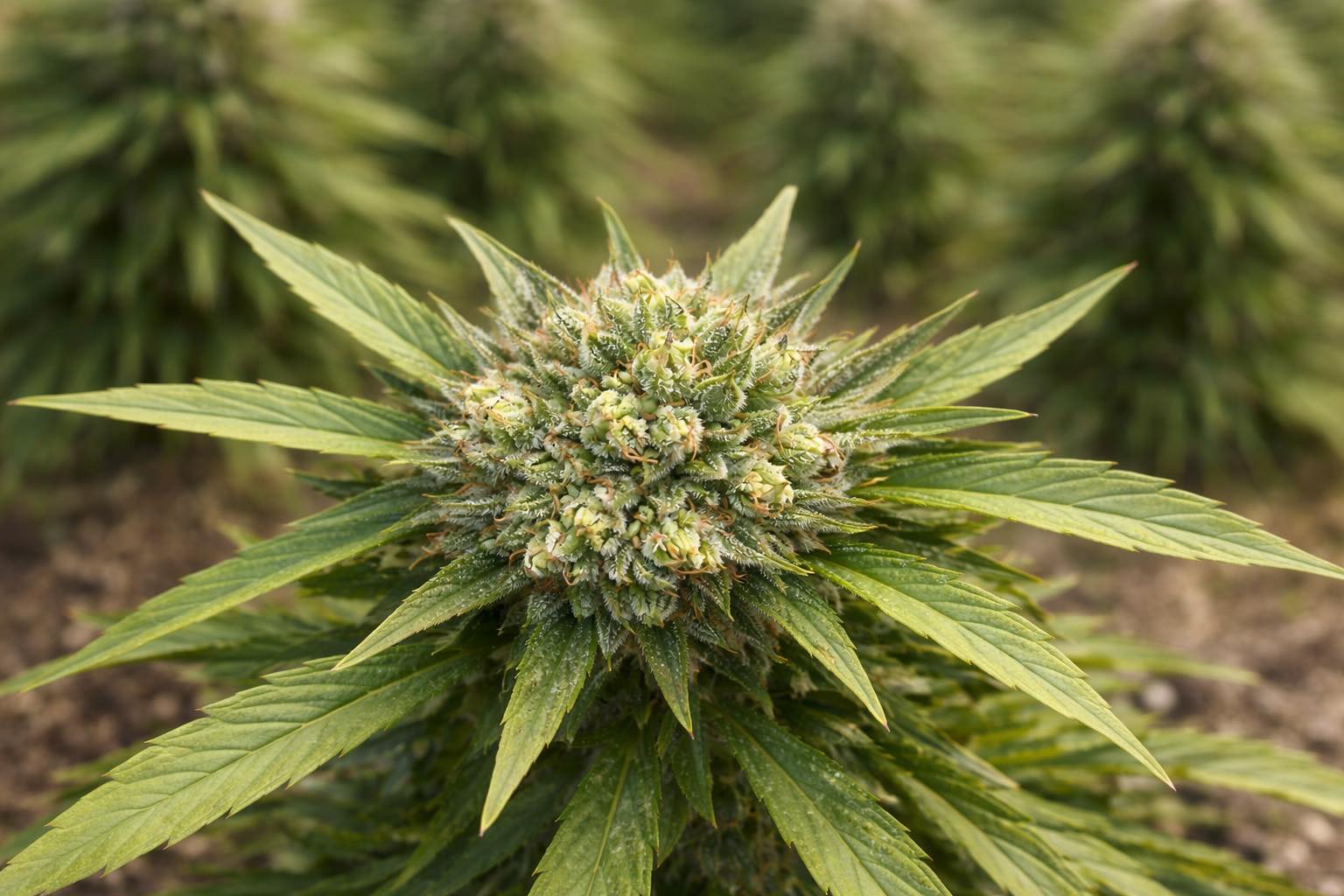 Distinctive Flavor Intensity Driving Preferences across THCA Flower Varieties